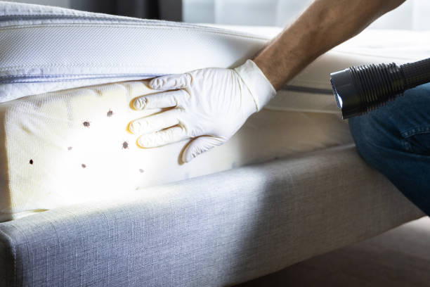 Wasp Removal Services in Redgranite, WI